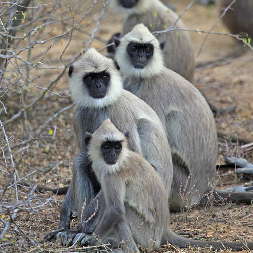 Grey Langur